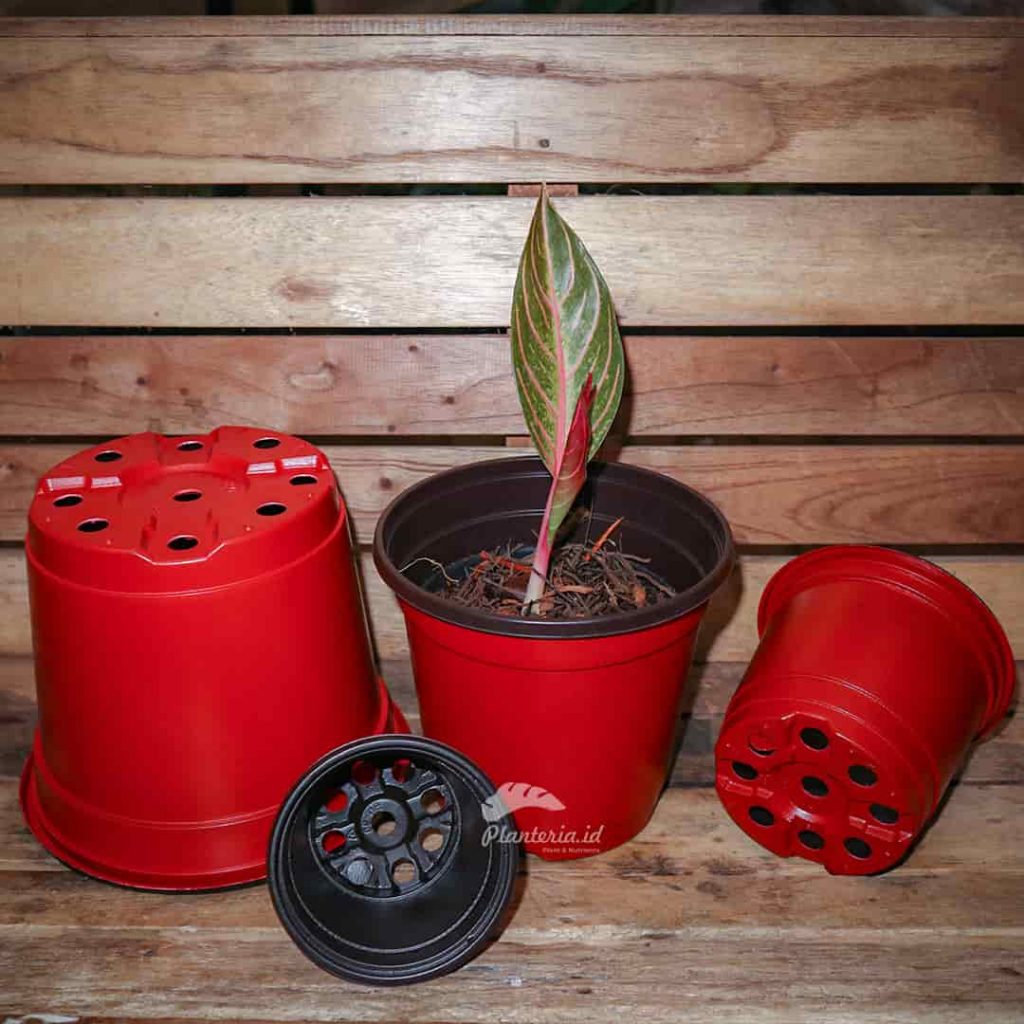 Cara Memindahkan Bibit ke Pot Tanpa Menyebabkan Stres pada Tanaman