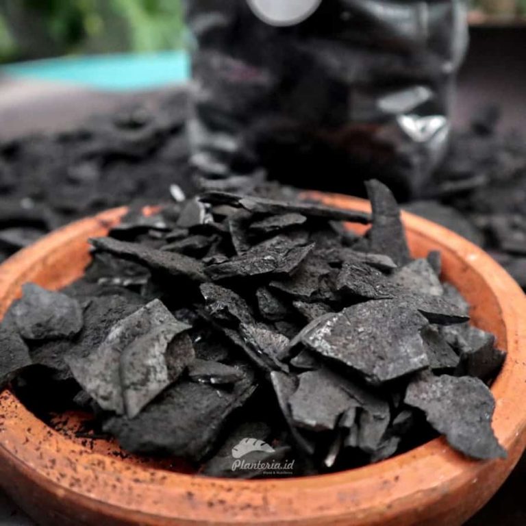 Penggunaan Topeng Arang Rutin Mingguan: 5 Manfaat Tersembunyi untuk Anda
